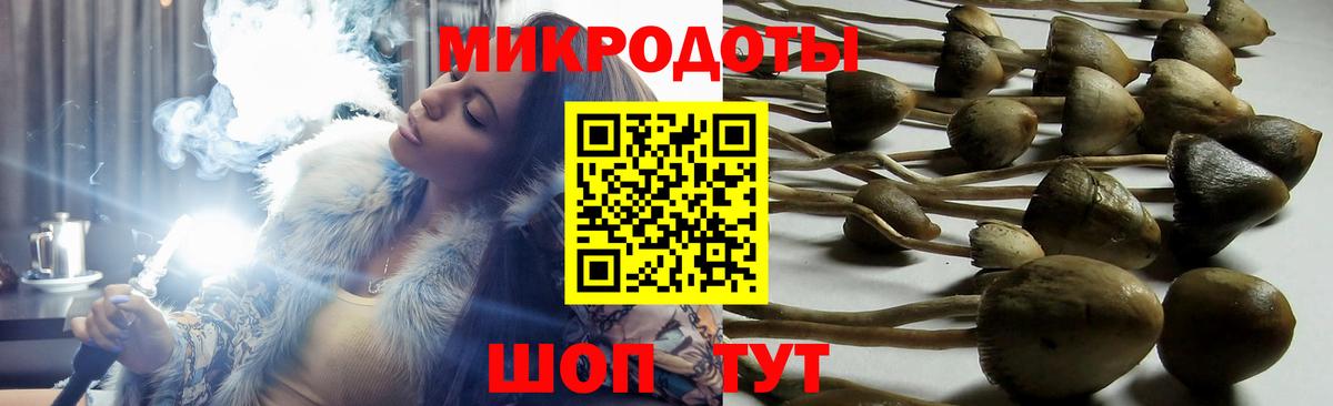 Галлюциногенные грибы Psilocybine cubensis Волжск